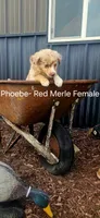 Phoebe, a female Miniature Australian Shepherd for sale in Maywood, NE – 1 of 1