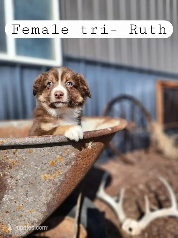 Ruth- Female Red Tri