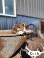 Ruth- Female Red Tri, a female Miniature Australian Shepherd for sale in Maywood, NE – Photo 2 of 3
