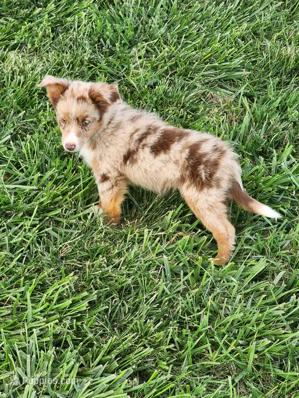 Chandler – Miniature Australian Shepherd puppy for sale in Maywood, NE