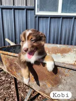 Kobi- Male Red Tri, a male Miniature Australian Shepherd for sale in Maywood, NE – Photo 4 of 4