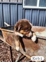 Kobi- Male Red Tri, a male Miniature Australian Shepherd for sale in Maywood, NE – Photo 2 of 4