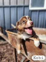 Kobi- Male Red Tri, a male Miniature Australian Shepherd for sale in Maywood, NE – Photo 3 of 4