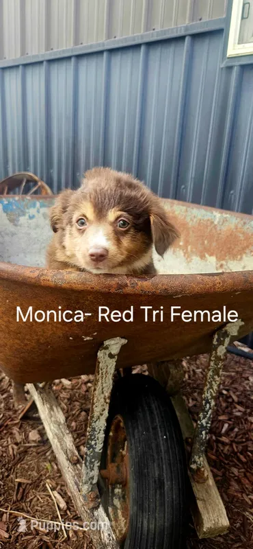 Monica – Miniature Australian Shepherd puppy for sale in Maywood, NE