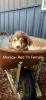 Monica, a female Miniature Australian Shepherd for sale in Maywood, NE – 1 of 1