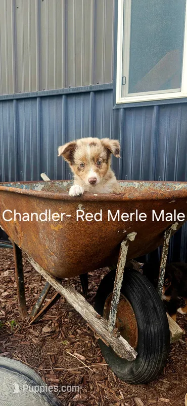 Chandler – Miniature Australian Shepherd puppy for sale in Maywood, NE