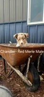 Chandler, a male Miniature Australian Shepherd for sale in Maywood, NE – 1 of 1