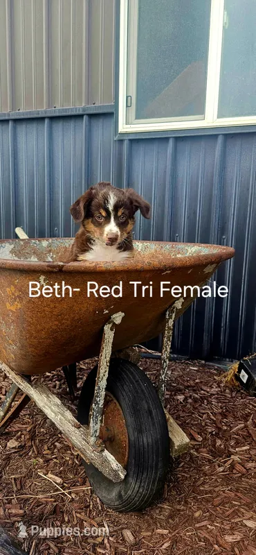 Beth – Miniature Australian Shepherd puppy for sale in Maywood, NE