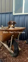 Beth, a female Miniature Australian Shepherd for sale in Maywood, NE – 1 of 1