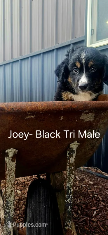 Joey – Miniature Australian Shepherd puppy for sale in Maywood, NE