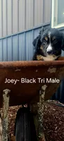 Joey, a male Miniature Australian Shepherd for sale in Maywood, NE – 1 of 1
