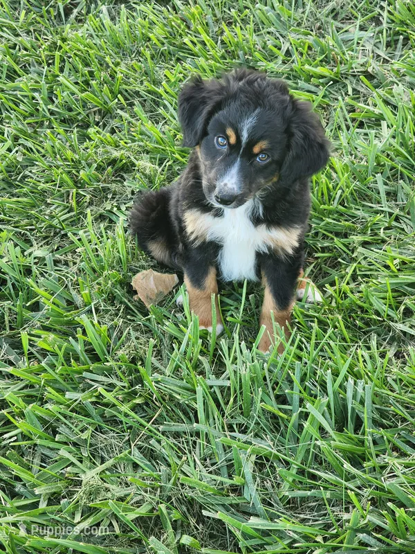 Joey – Miniature Australian Shepherd puppy for sale in Maywood, NE