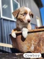 Cowboy- Red Merle, a male Miniature Australian Shepherd for sale in Maywood, NE – Photo 3 of 3