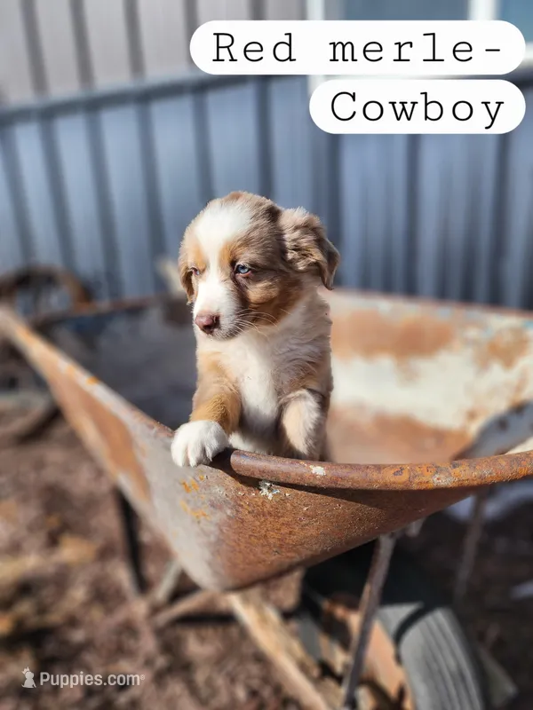 Cowboy- Red Merle