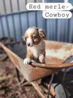 Cowboy- Red Merle, a male Miniature Australian Shepherd for sale in Maywood, NE – Photo 1 of 3