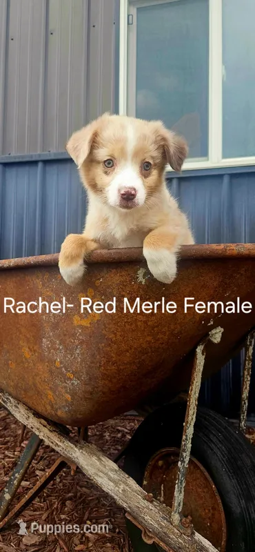 Rachel – Miniature Australian Shepherd puppy for sale in Maywood, NE