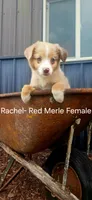 Rachel, a female Miniature Australian Shepherd for sale in Maywood, NE – 1 of 1
