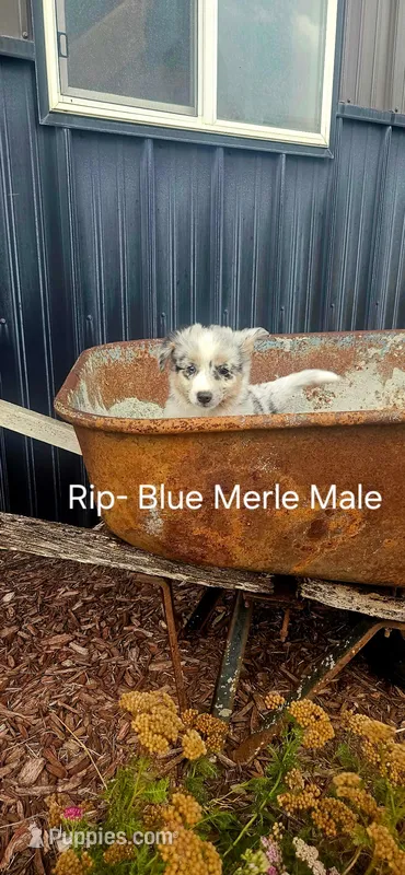 Rip – Miniature Australian Shepherd puppy for sale in Maywood, NE