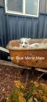 Rip, a male Miniature Australian Shepherd for sale in Maywood, NE – 1 of 1