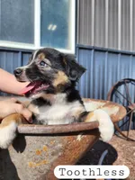 Toothless- Female Black Tri, a female Miniature Australian Shepherd for sale in Maywood, NE – Photo 2 of 3