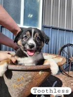 Toothless- Female Black Tri, a female Miniature Australian Shepherd for sale in Maywood, NE – Photo 3 of 3