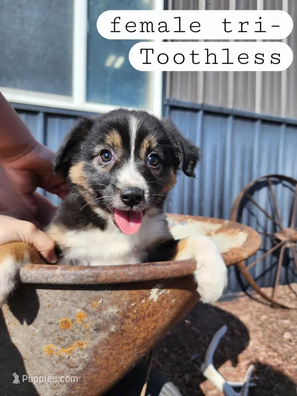 Toothless- Female Black Tri