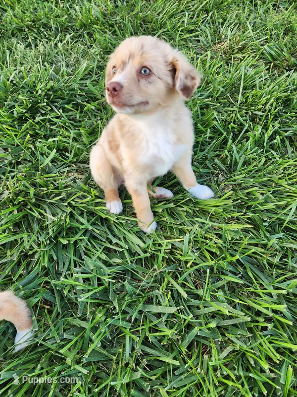 Phoebe – Miniature Australian Shepherd puppy for sale in Maywood, NE