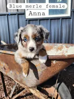 Anna- Blue Merle Female, a female Miniature Australian Shepherd for sale in Maywood, NE – Photo 1 of 2