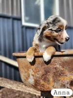 Anna- Blue Merle Female, a female Miniature Australian Shepherd for sale in Maywood, NE – Photo 2 of 2