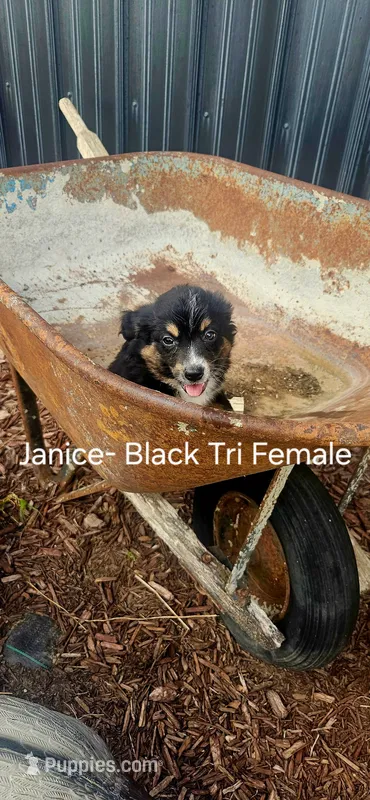 Janice – Miniature Australian Shepherd puppy for sale in Maywood, NE