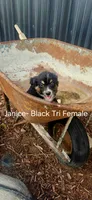 Janice, a female Miniature Australian Shepherd for sale in Maywood, NE – 1 of 1