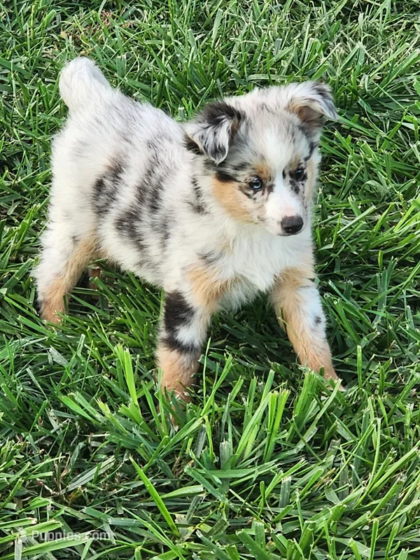Rip – Miniature Australian Shepherd puppy for sale in Maywood, NE