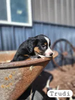 Trudi- Black Tri Female, a female Miniature Australian Shepherd for sale in Maywood, NE – Photo 2 of 3