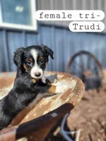 Trudi- Black Tri Female, a female Miniature Australian Shepherd for sale in Maywood, NE – Photo 1 of 3