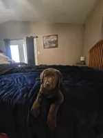 Chocolate male, a male Labrador Retriever for sale in Mechanicsville, MD – 4 of 4