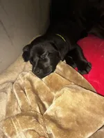 Black female, a female Labrador Retriever for sale in Mechanicsville, MD – 2 of 3