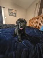 Black male, a male Labrador Retriever for sale in Mechanicsville, MD – 3 of 3