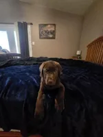 Chocolate male, a male Labrador Retriever for sale in Mechanicsville, MD – 3 of 4