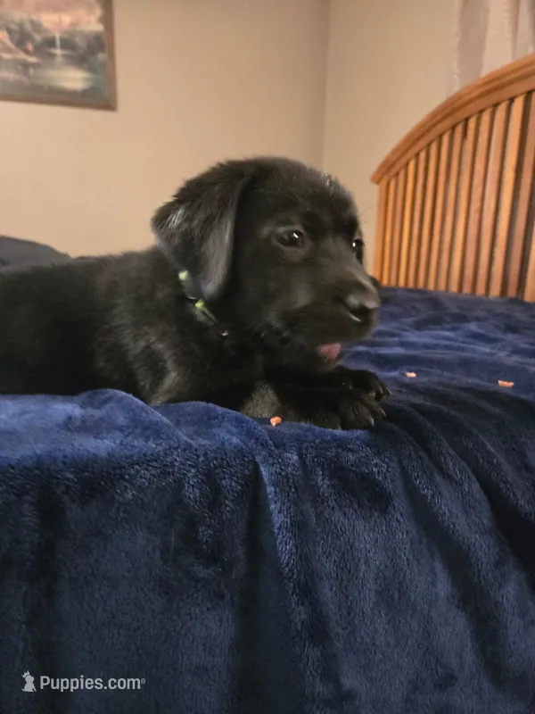 Black female – Labrador Retriever puppy for sale in Mechanicsville, MD