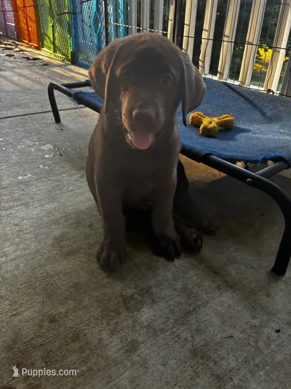 Chocolate male – Labrador Retriever puppy for sale in Mechanicsville, MD
