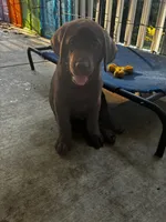 Chocolate male, a male Labrador Retriever for sale in Mechanicsville, MD – 1 of 4