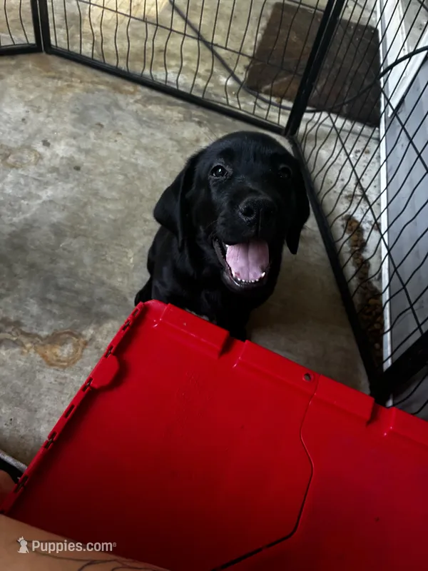 Black female – Labrador Retriever puppy for sale in Mechanicsville, MD