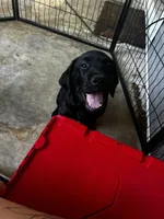 Black female, a female Labrador Retriever for sale in Mechanicsville, MD – 1 of 1