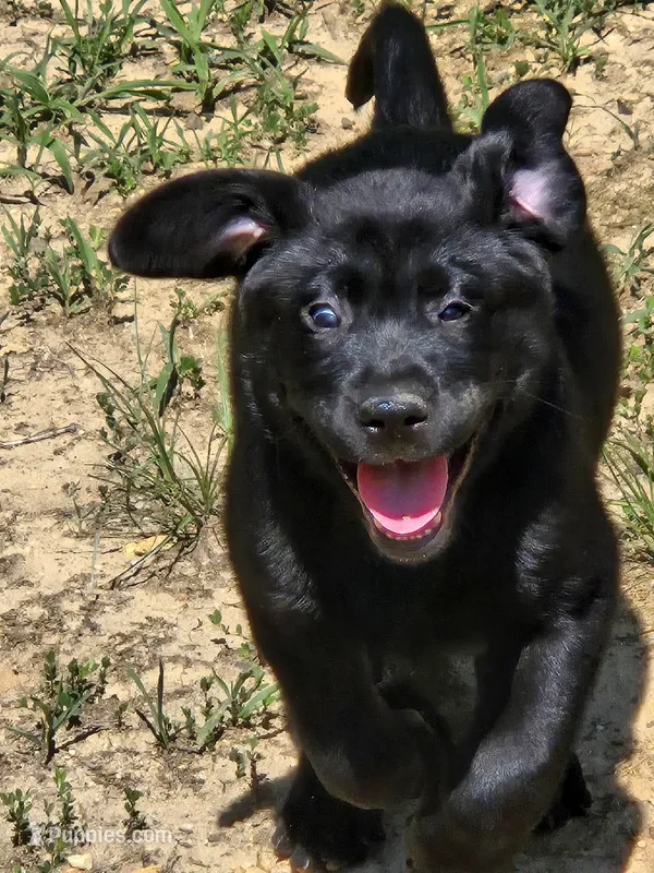 Black male – Labrador Retriever puppy for sale in Mechanicsville, MD