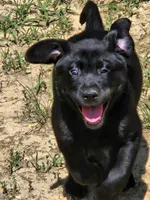 Black male, a male Labrador Retriever for sale in Mechanicsville, MD – 1 of 3