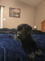 Black female, a female Labrador Retriever for sale in Mechanicsville, MD – 2 of 3
