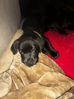Black female, a female Labrador Retriever for sale in Mechanicsville, MD – 3 of 3