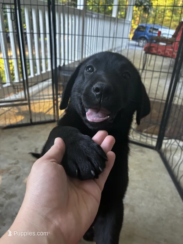 Female black – Labrador Retriever puppy for sale in Mechanicsville, MD