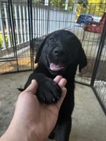 Female black, a female Labrador Retriever for sale in Mechanicsville, MD – 1 of 1