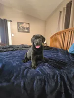 Black male, a male Labrador Retriever for sale in Mechanicsville, MD – 2 of 3
